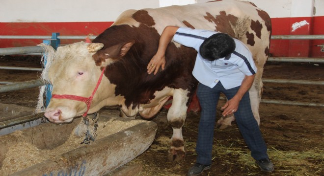 Erzurum kurban pazarının gözdesi “Paşa” 